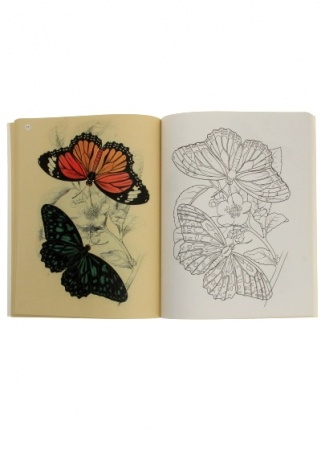 Coloring Butterflies - Livre de coloriage de papillons en anglais
